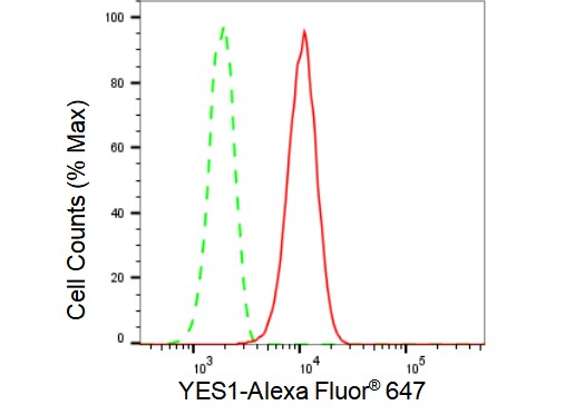 Yes Antibody (23GB4945)