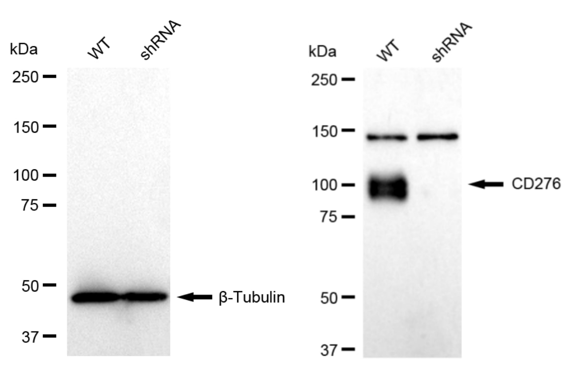 B7-H3/CD276 Antibody (23GB5035)
