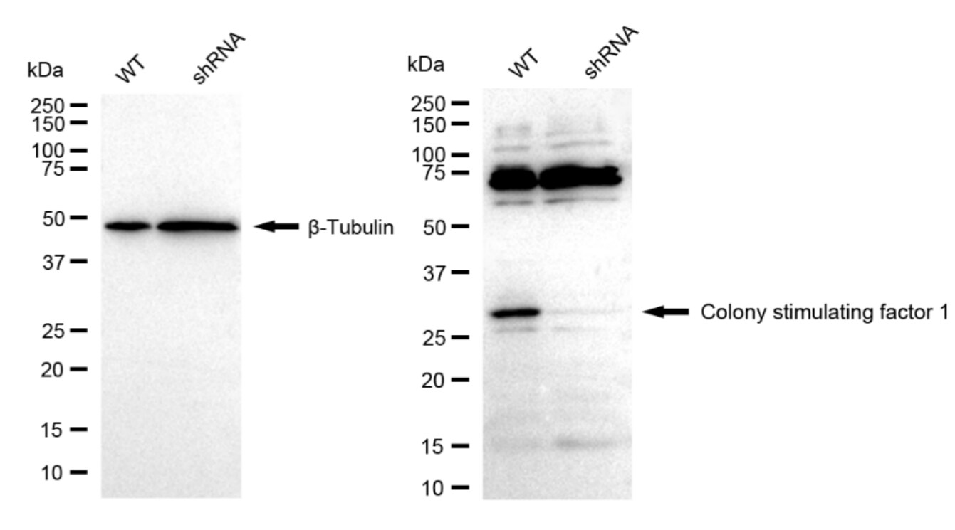 M-CSF Antibody (23GB5110)