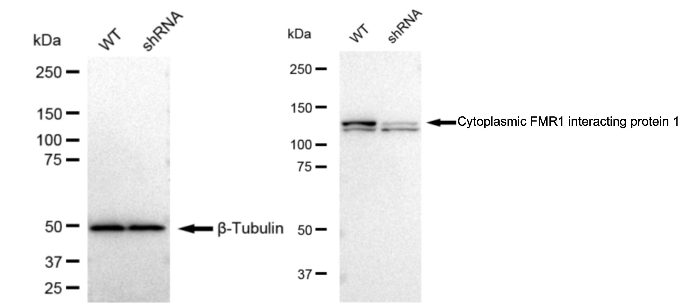 CYFIP1 Antibody (23GB1605)