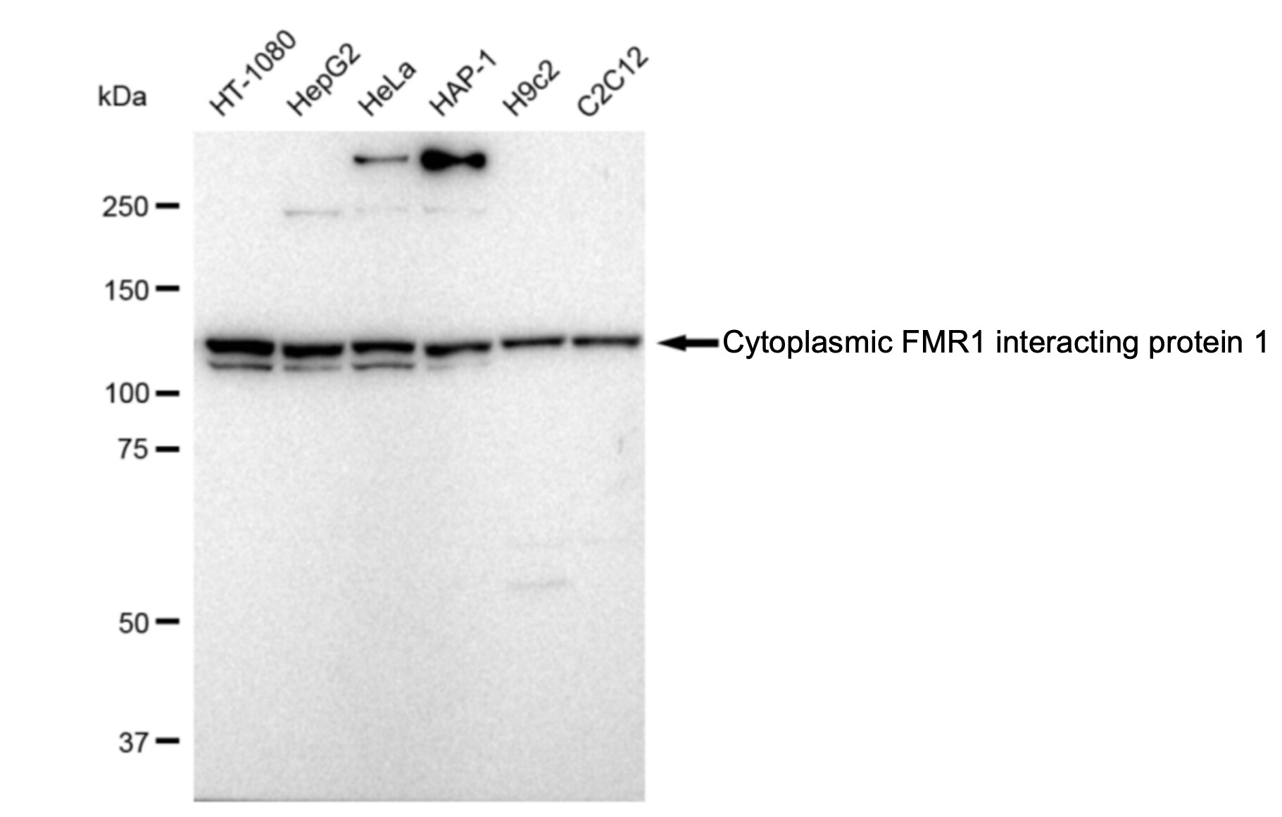 CYFIP1 Antibody (23GB1605)