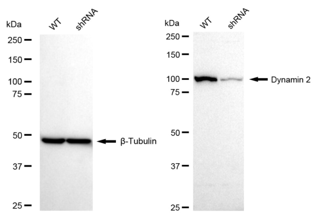 Dynamin 2 Antibody (23GB5170)