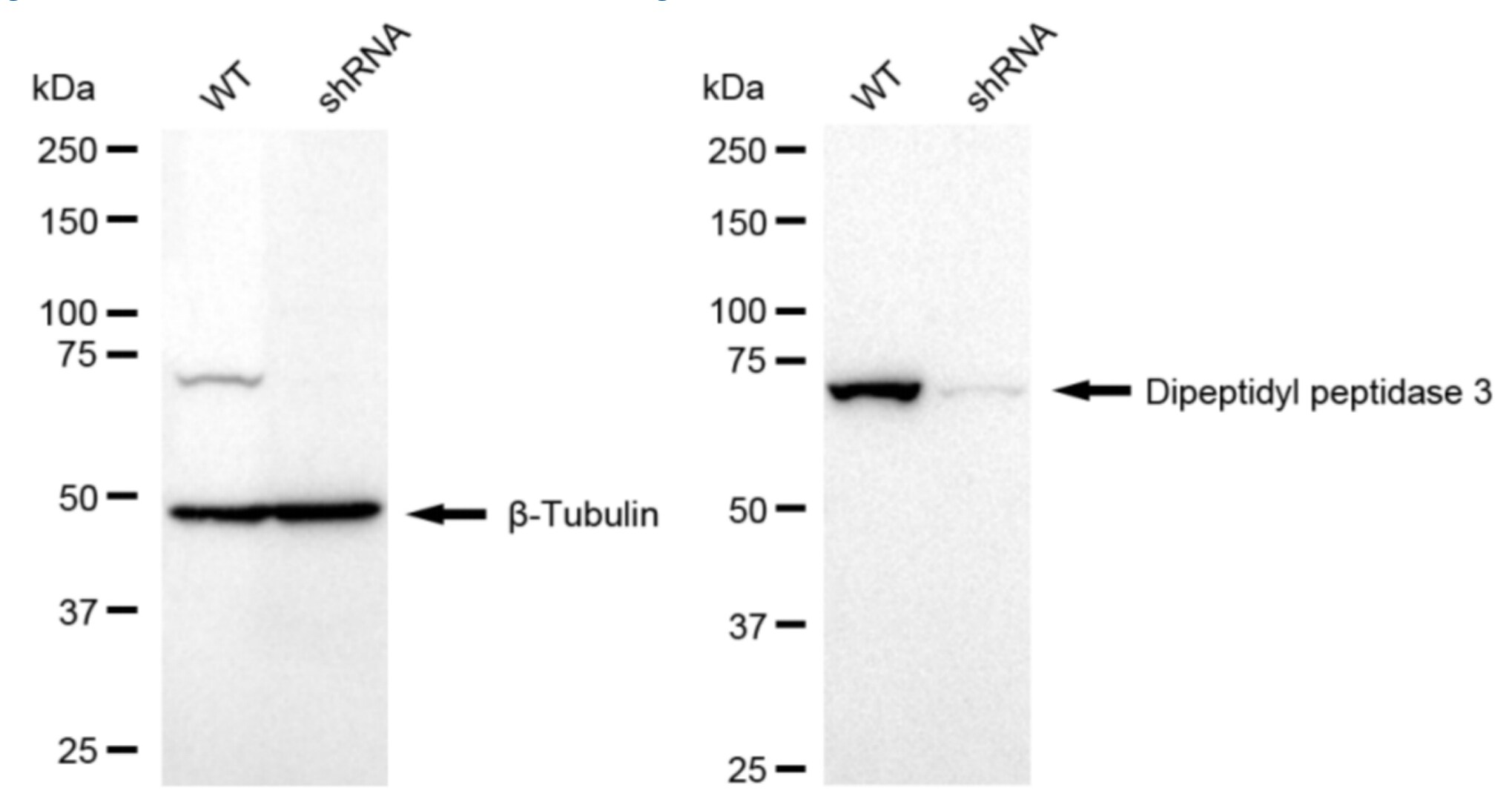 DPP3 Antibody (23GB5190)