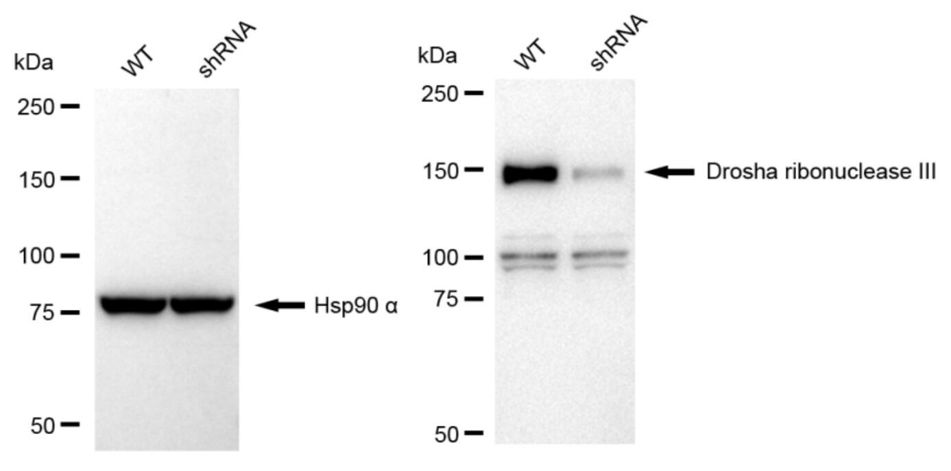 Drosha Antibody (23GB5205)