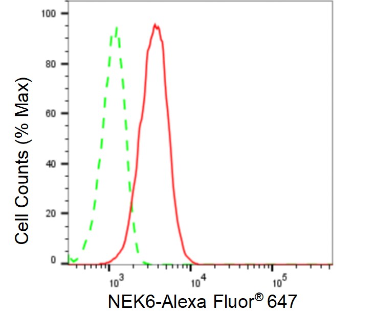 NEK6 Antibody (24GB755)