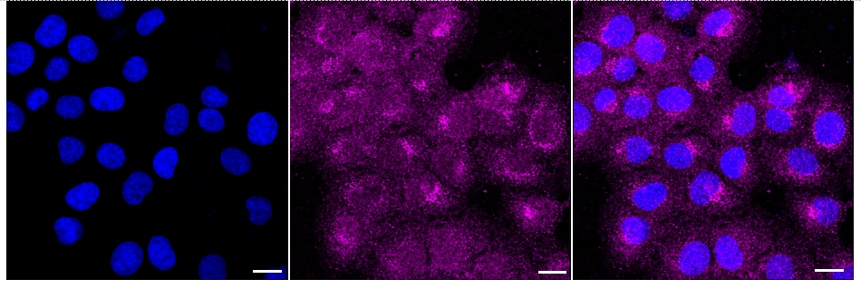 NEK6 Antibody (24GB755)
