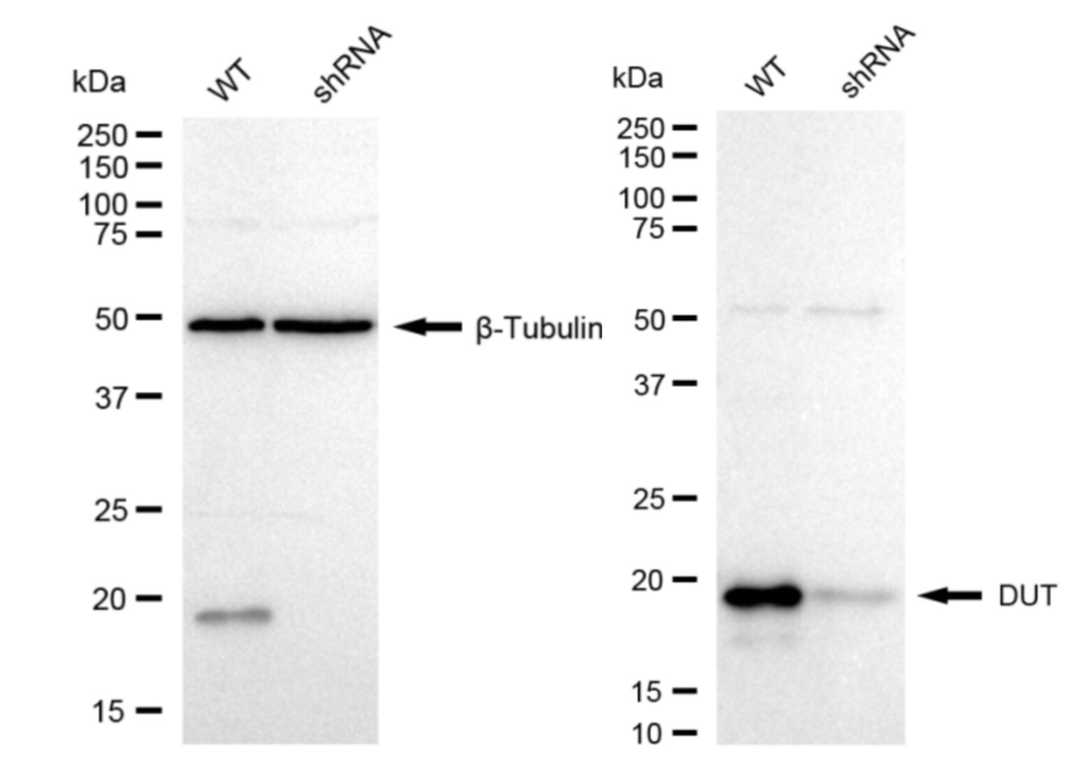dUTPase Antibody (23GB5240)