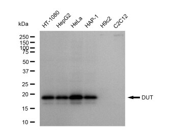 dUTPase Antibody (23GB5240)