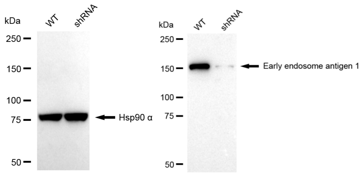 EEA1 Antibody (23GB5260)