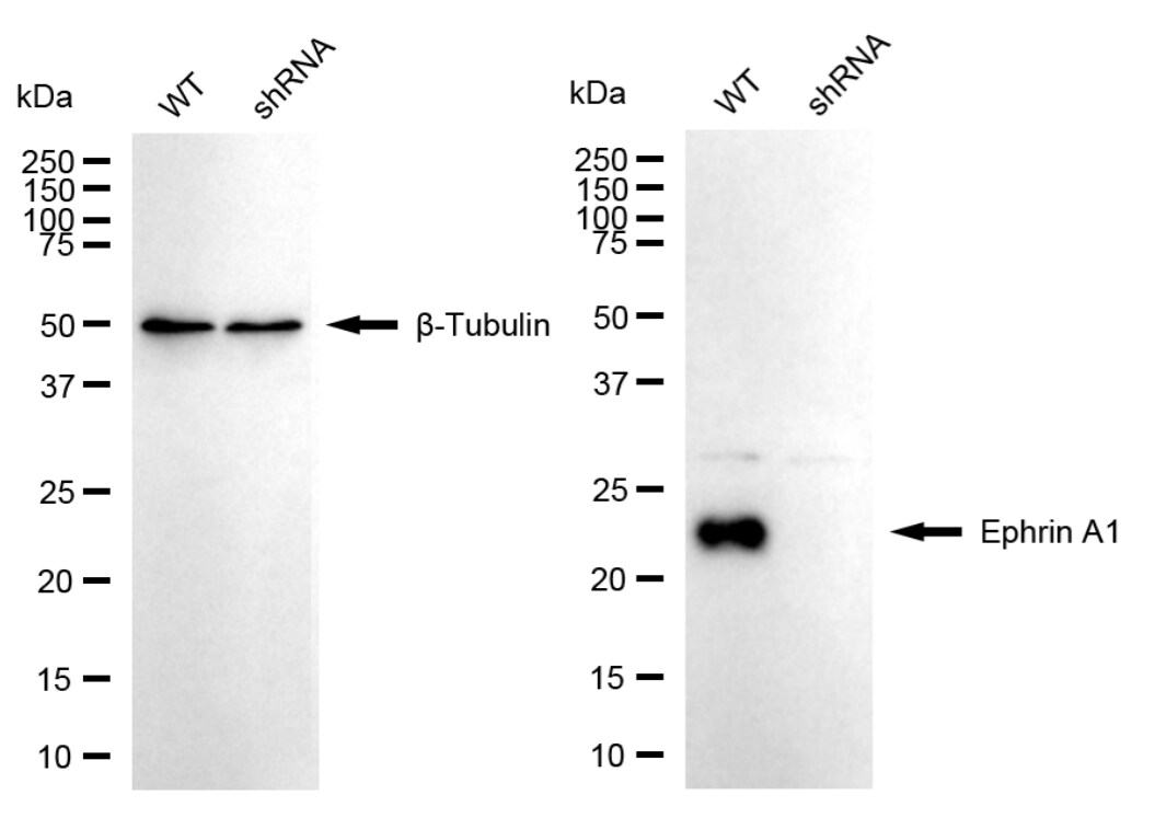 Ephrin-A1 Antibody (23GB5265)