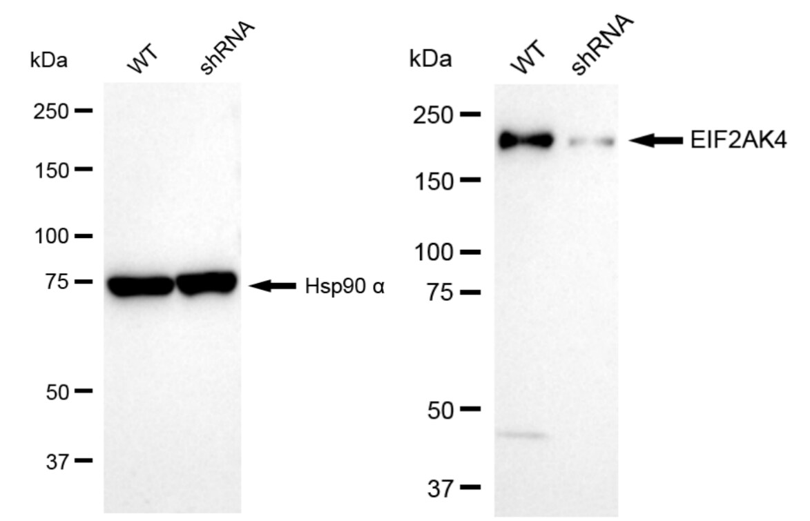 GCN2 Antibody (23GB5295)