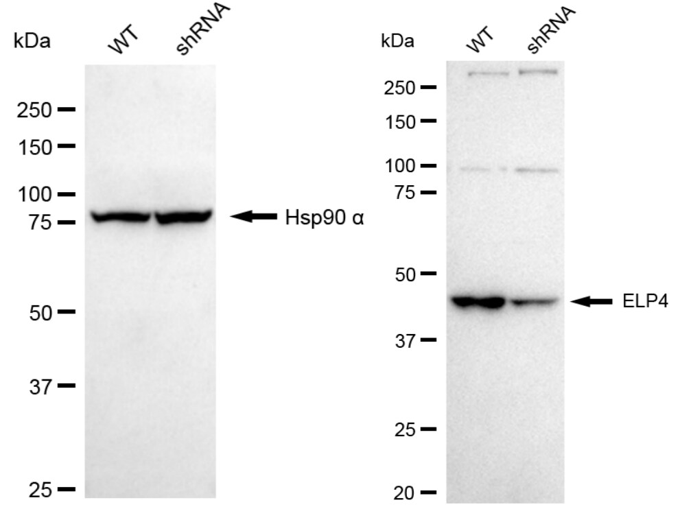 Elp4 Antibody (23GB5310)
