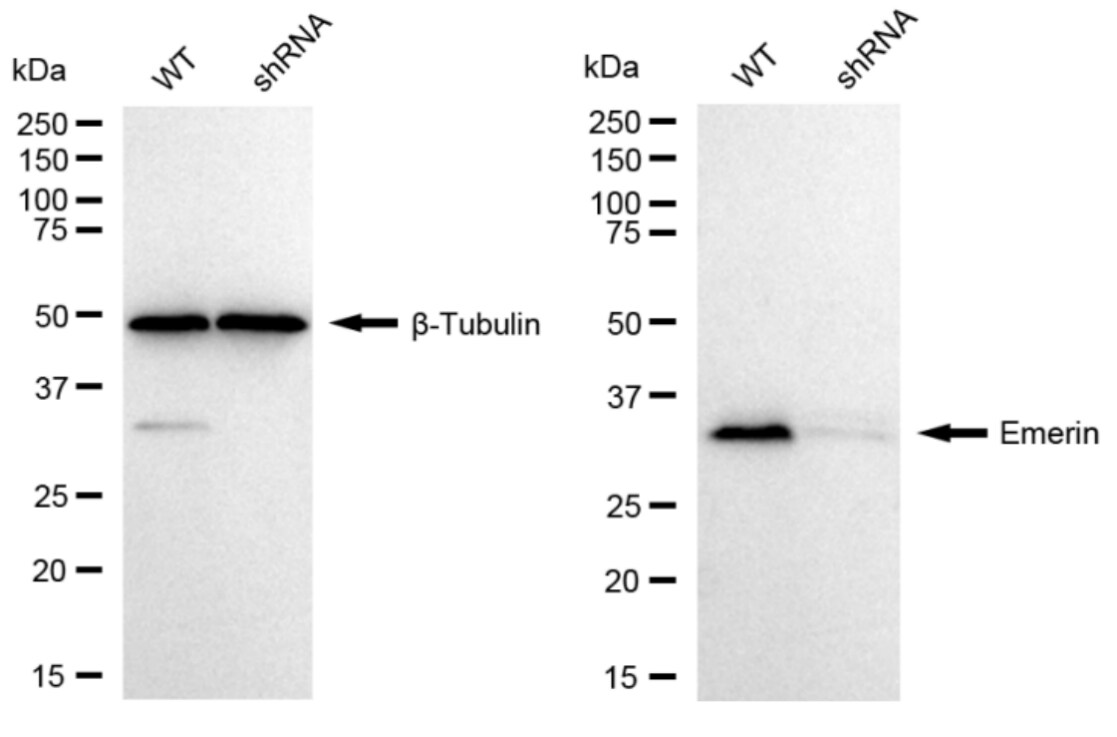 Emerin Antibody (23GB5320)