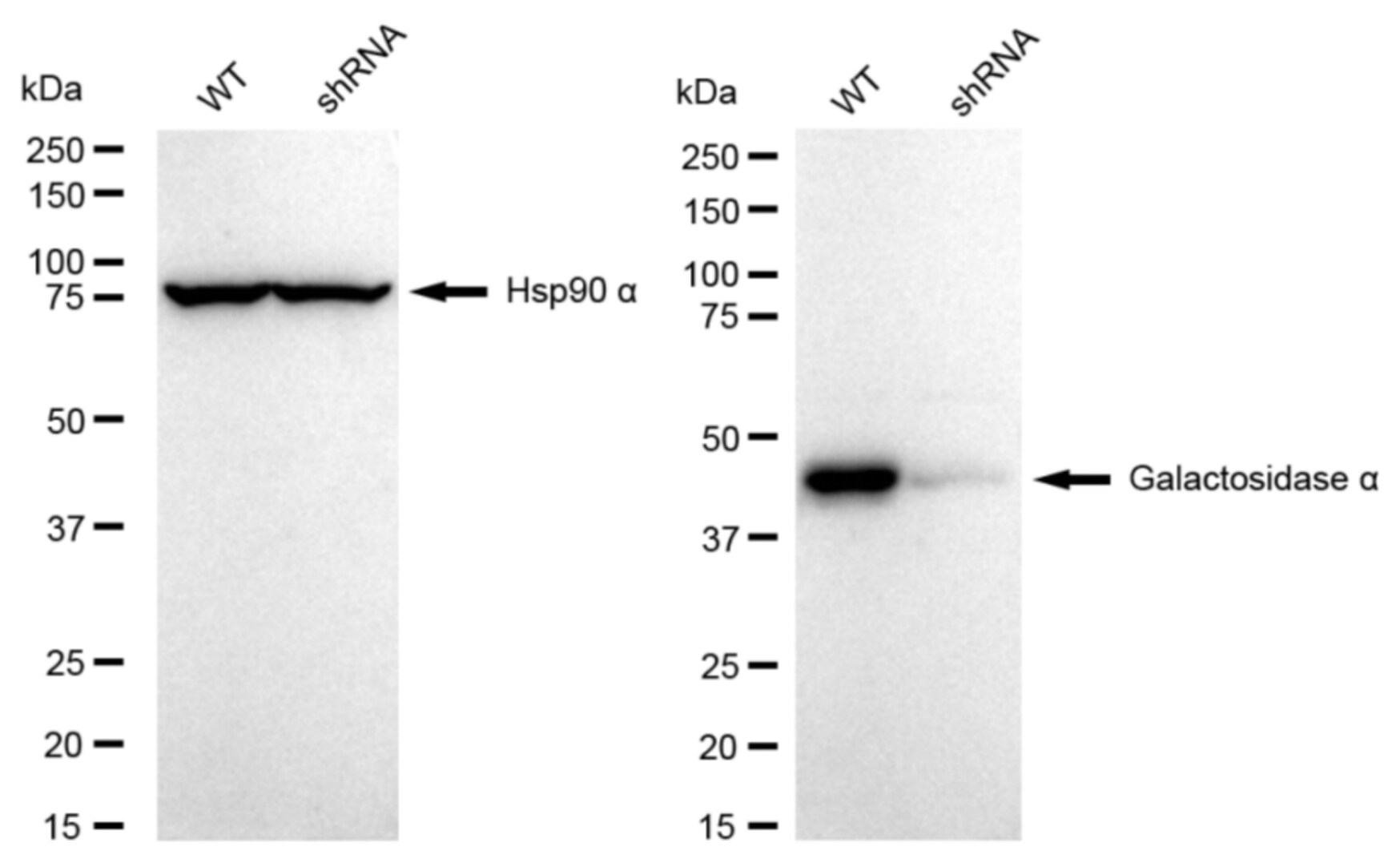 alpha-Galactosidase A/GLA Antibody (23GB5545)