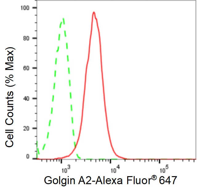 GM130/GOLGA2 Antibody (23GB5570)