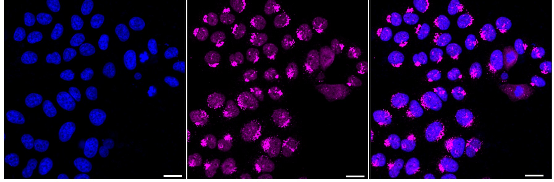 GM130/GOLGA2 Antibody (23GB5570)