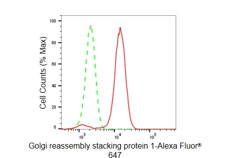 GRASP65 Antibody (23GB5580)