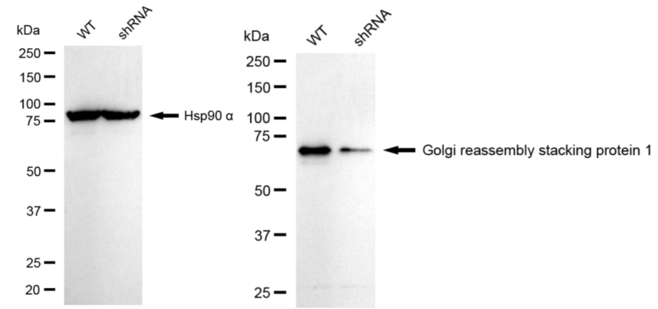 GRASP65 Antibody (23GB5580)