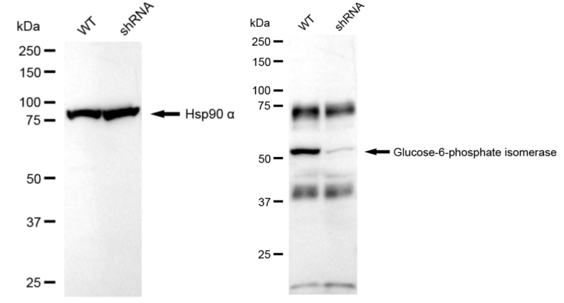 Glucose 6 phosphate isomerase Antibody (23GB5595)