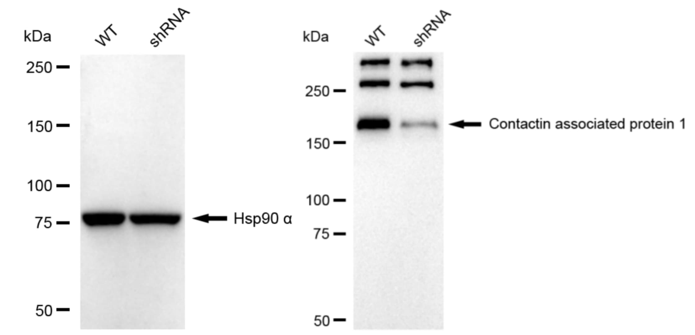 Caspr1 Antibody (23GB5605)