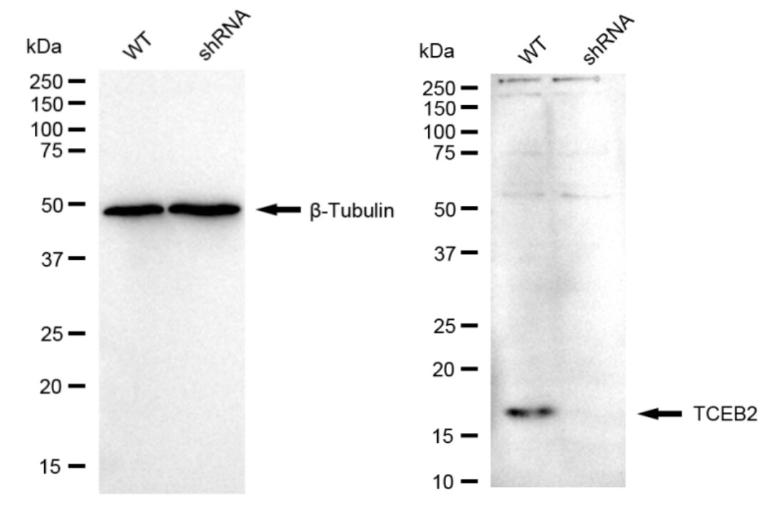 TCEB2 Antibody (23GB5610)