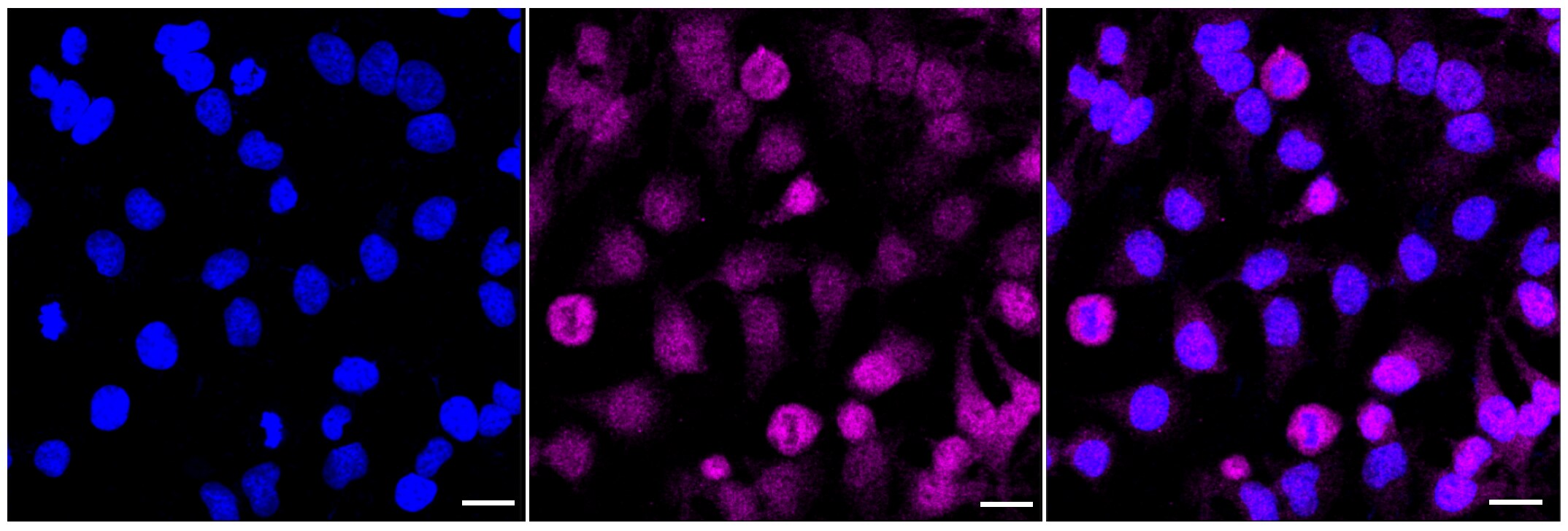 TCEB2 Antibody (23GB5615)