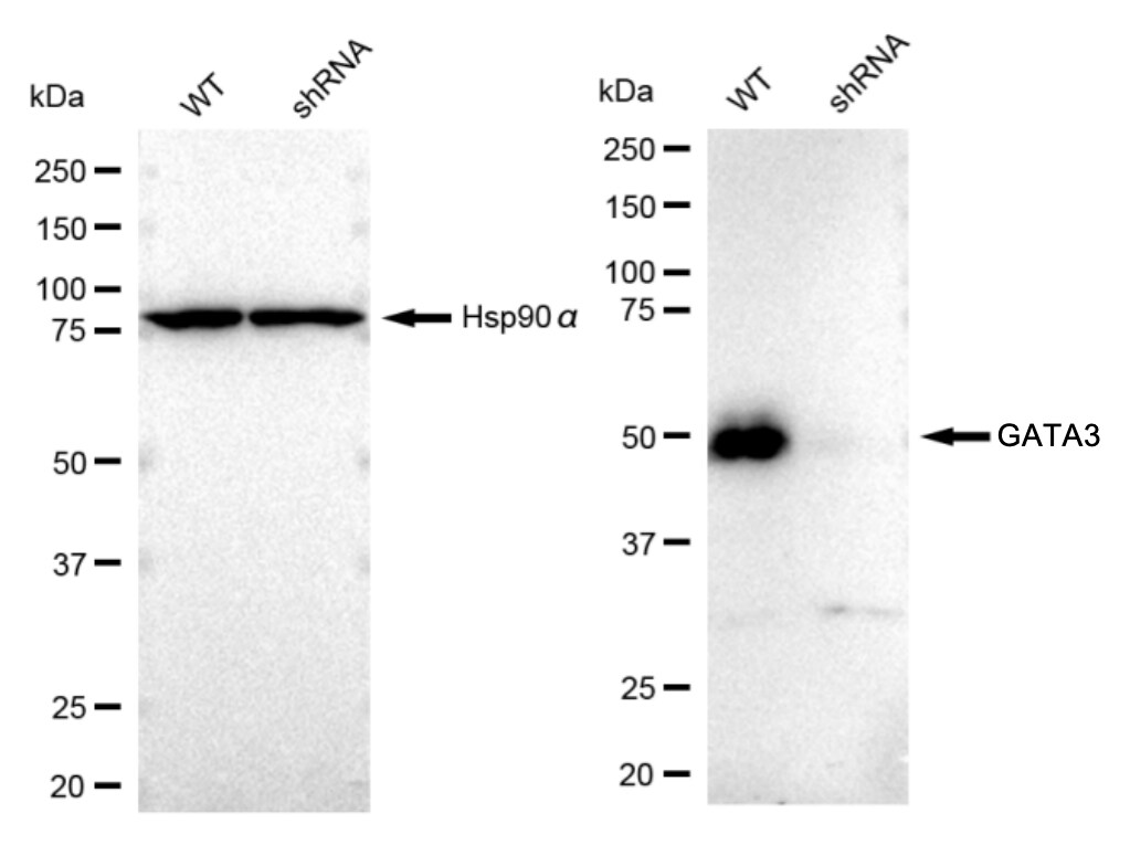GATA-3 [p Ser308] Antibody (23GB2360)
