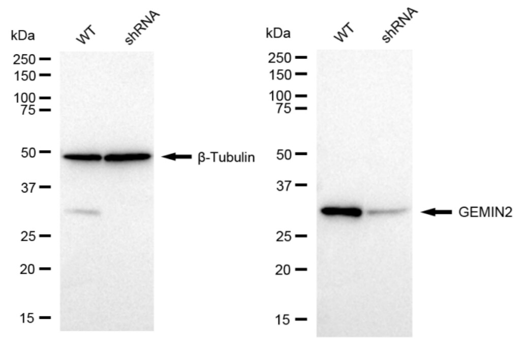 GEMIN2 Antibody (23GB5835)