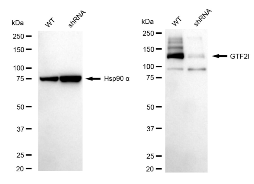 TFII-I Antibody (23GB5950)