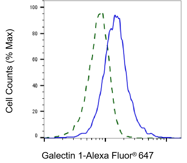 Galectin-1 Antibody (23GB6025)