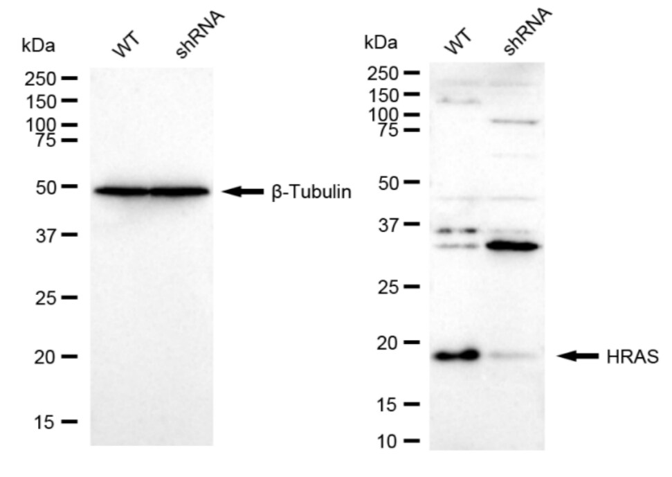 HRAS Antibody (23GB6035)