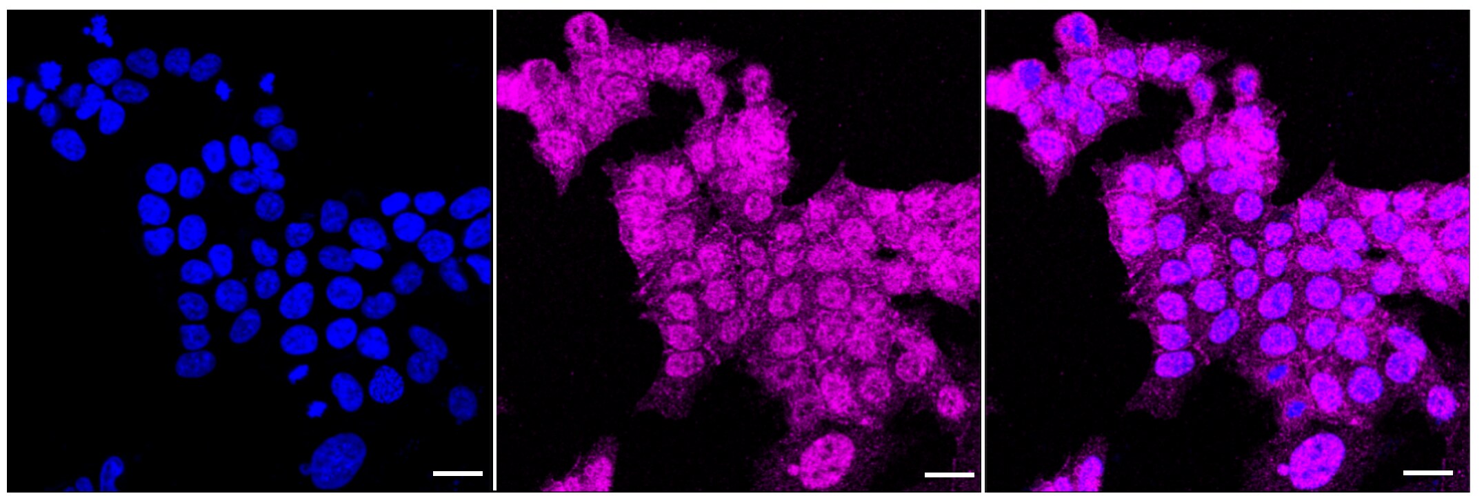 JAM-A Antibody (23GB1415)