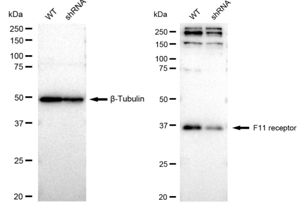 JAM-A Antibody (23GB1415)
