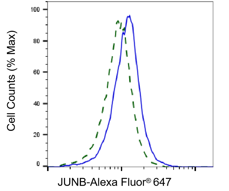 JunB/AP-1 Antibody (23GB6175)