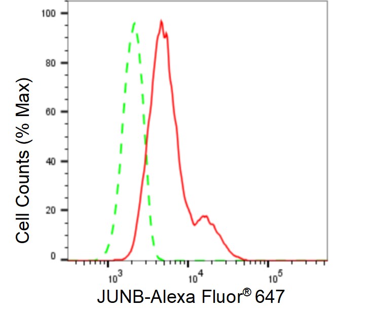JunB/AP-1 Antibody (23GB6175)
