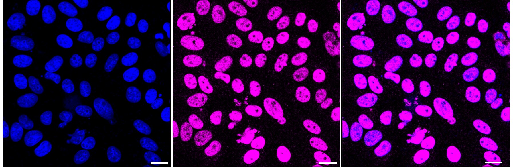 JunB/AP-1 Antibody (23GB6175)