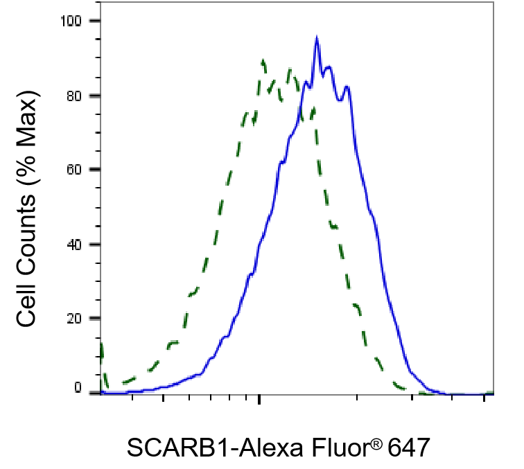 SR-BI Antibody (24GB1395)