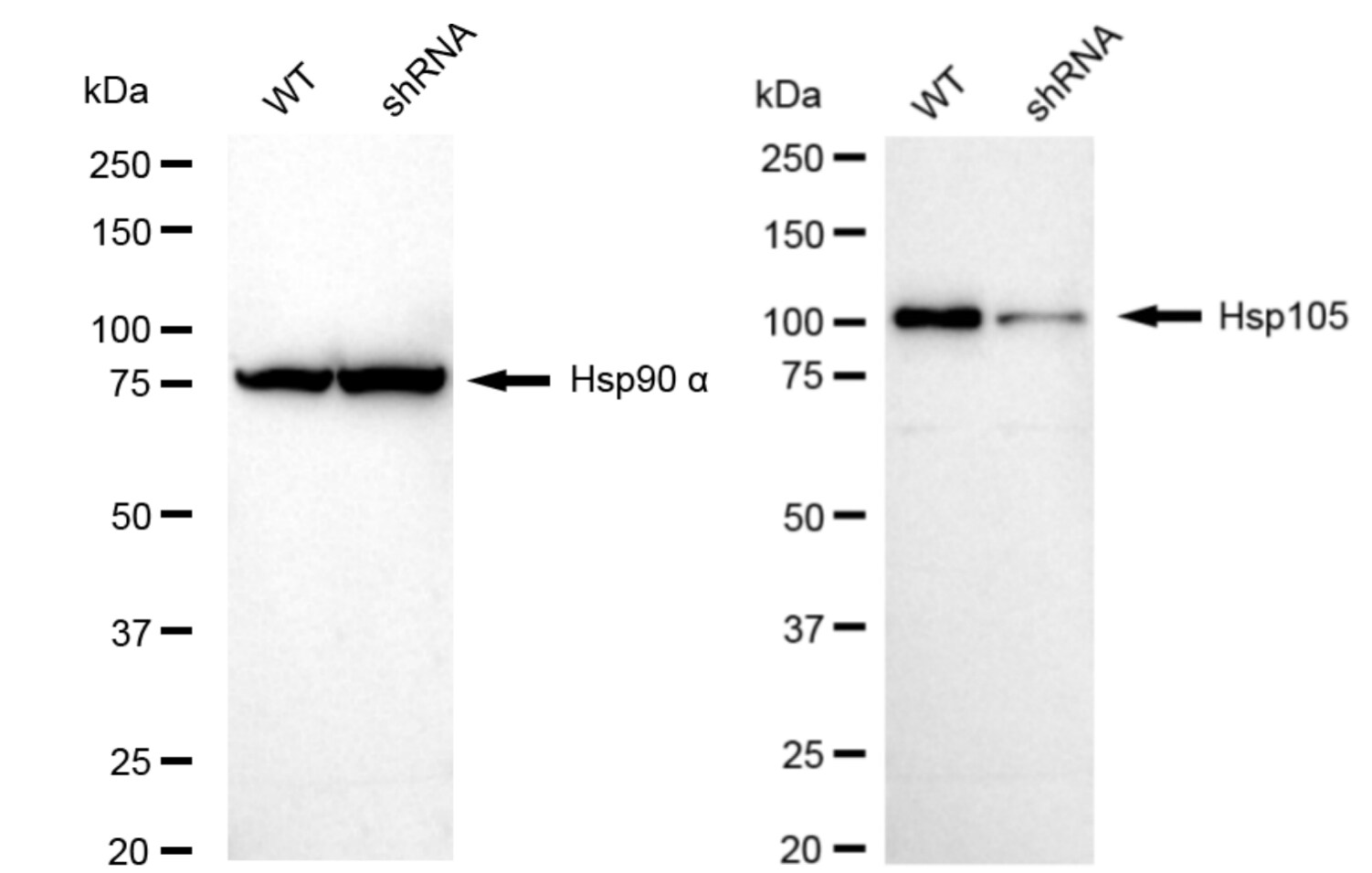 HSPH1/HSP105 Antibody (23GB6190)
