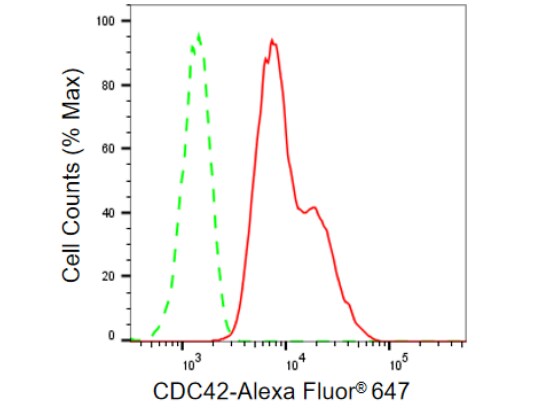 CDC42 Antibody (23GB1025)
