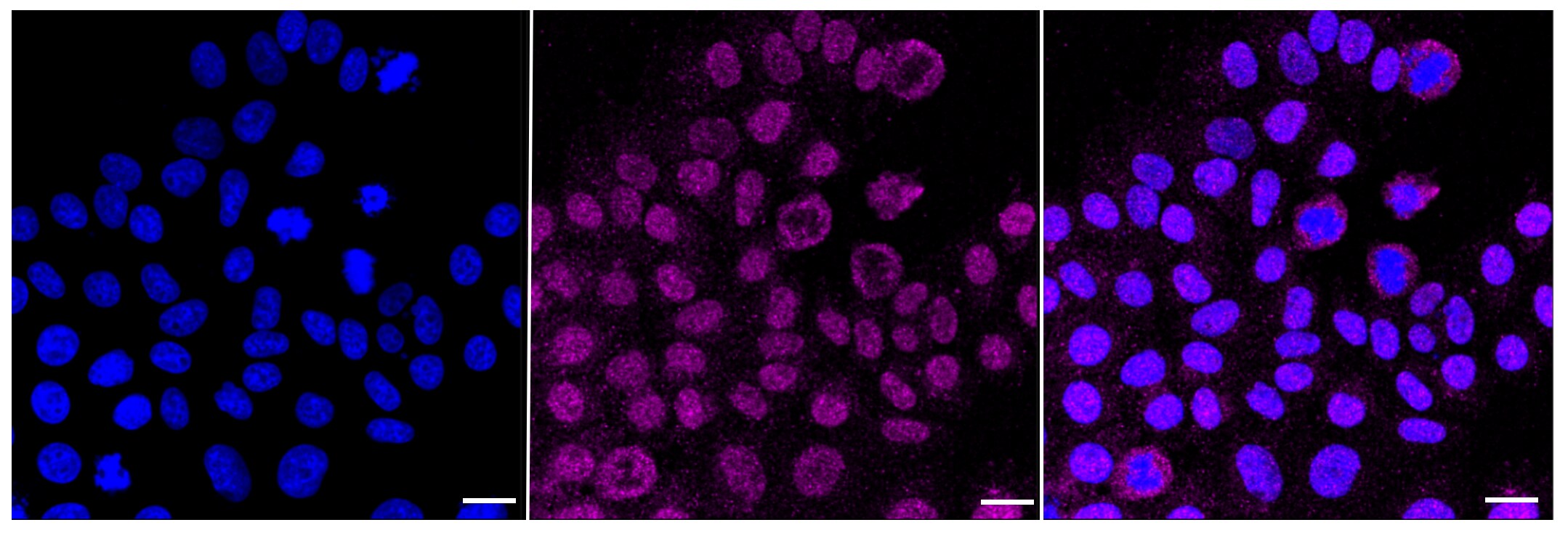 CDC42 Antibody (23GB1025)