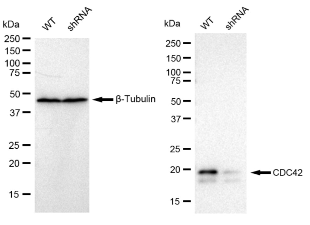 CDC42 Antibody (23GB1025)