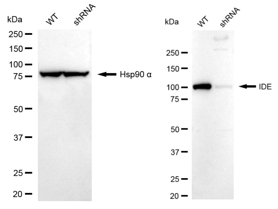 Insulysin/IDE Antibody (23GB6210)