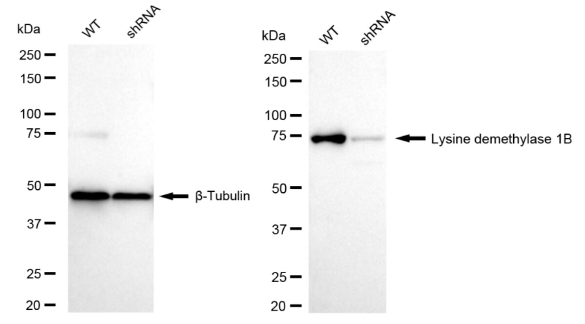AOF1 Antibody (23GB6265)