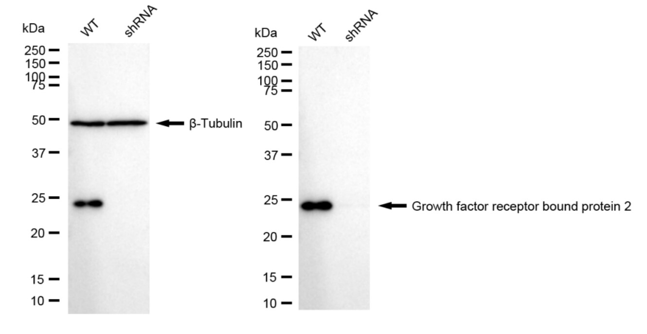 GRB2 Antibody (23GB6275)