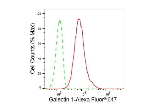 Galectin-1 Antibody (23GB6280)