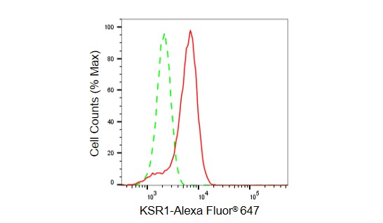 KSR1 Antibody (23GB6290)