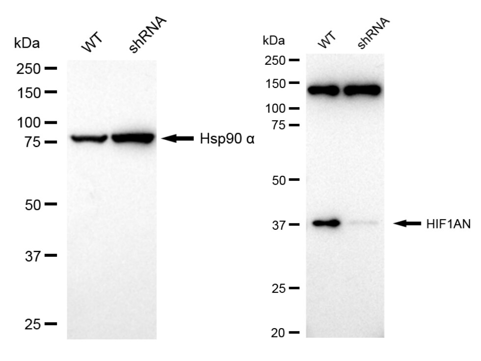 FIH-1/HIF-1AN Antibody (23GB6385)
