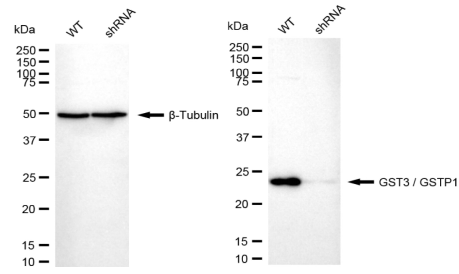 Glutathione S-Transferase pi 1/GSTP1 Antibody (23GB6420)