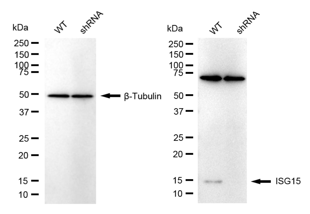 ISG15/UCRP Antibody (23GB6460)