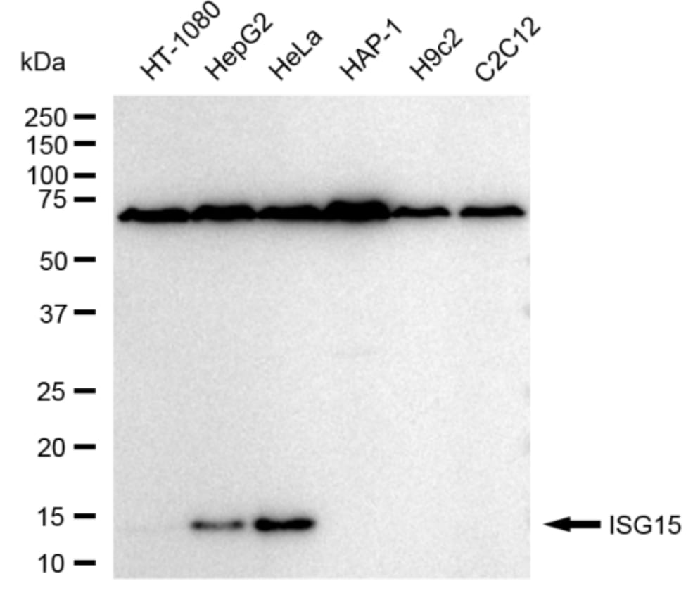 ISG15/UCRP Antibody (23GB6460)